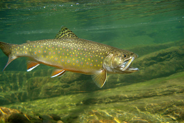 Shenandoah Brookie A Brook Trout swims in a clear water creek in Shenandoah National Park. shenandoah national park photos stock pictures, royalty-free photos & images
