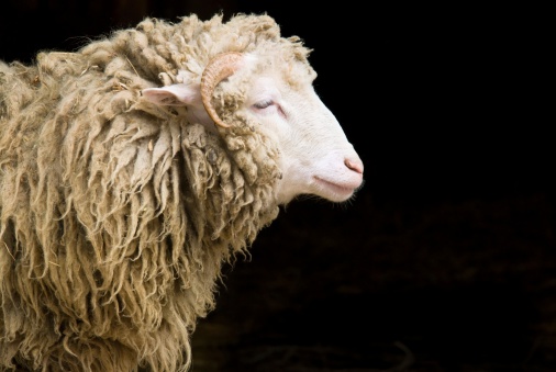 Head of a sheep isolated on black