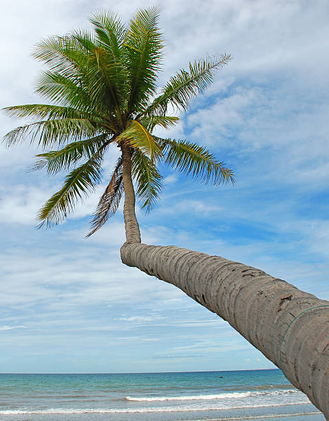 Coconut Tree stock photo