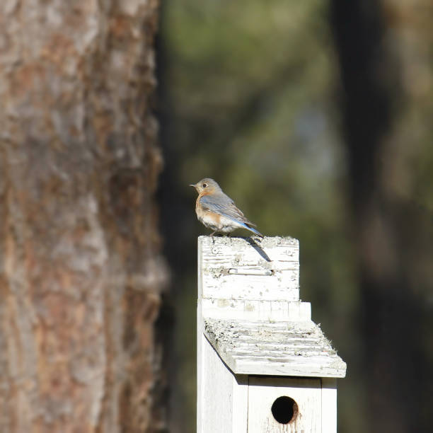 istock Eastern Bluebird (female) (sialia sialis) perched on a wooden nesting box 1467475742