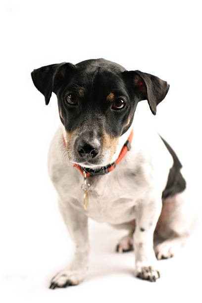 istock Dog with Red Collar and Tag 146747606