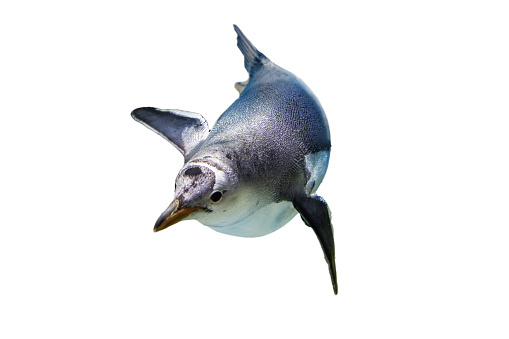 Gentoo Penguins, native to the Antarctic region are simply majestic as they fly through the water.