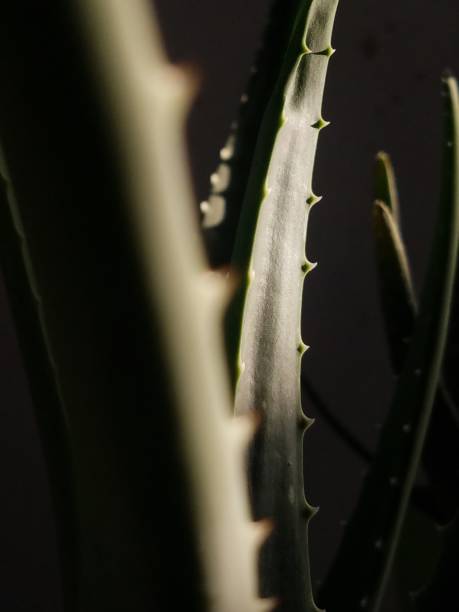 istock Aloe vera partial close-up 2 1467477133