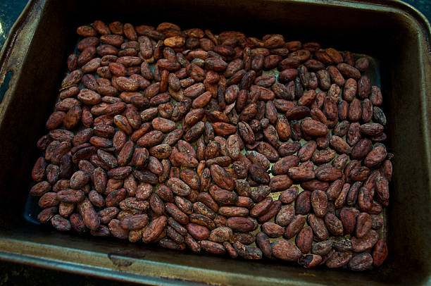 Cocoa beans in a pan stock photo