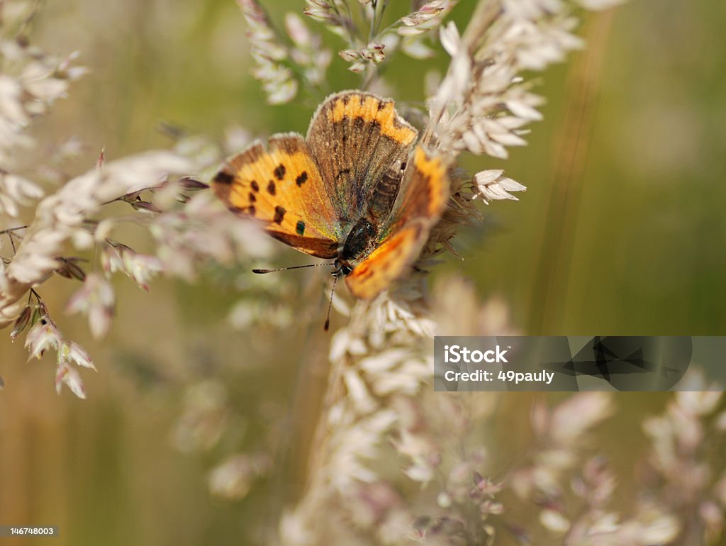 Il piccolo rame/Lycaena phlaeas - Foto stock royalty-free di Ambientazione esterna