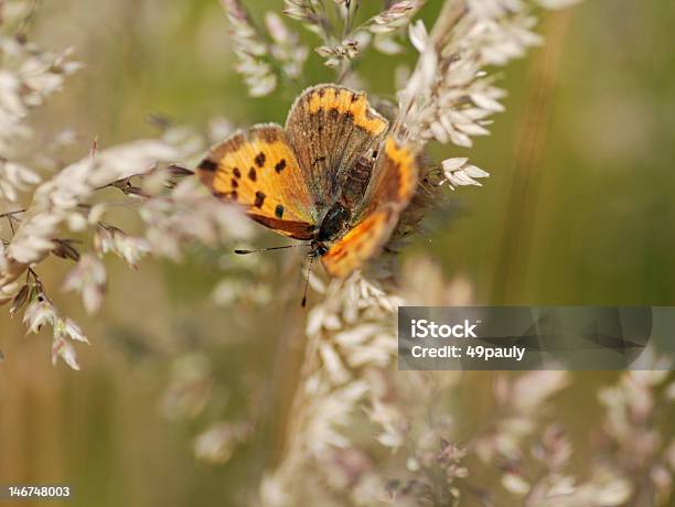 Il Piccolo Ramelycaena Phlaeas - Fotografie stock e altre immagini di Ambientazione esterna - Ambientazione esterna, Campo, Carino