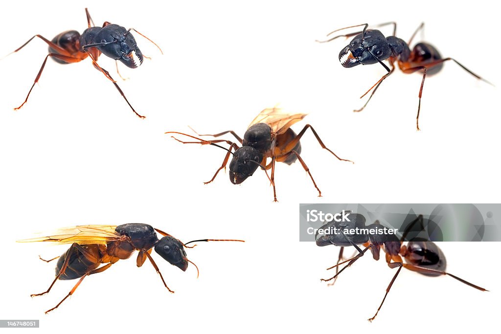 Ants primer plano de las colecciones - Foto de stock de Animal libre de derechos