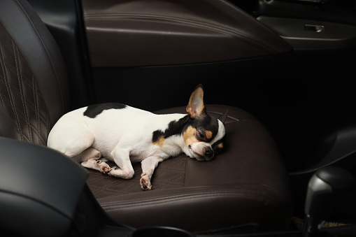 Chihuahua breed of dog sleeping in the car seat while traveling