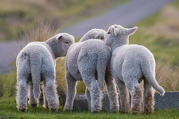 Wandering Lambs stock photo