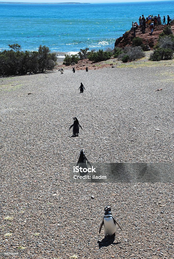 Maggellan penguins, Punta Tombo, Argentyna - Zbiór zdjęć royalty-free (Argentyna)