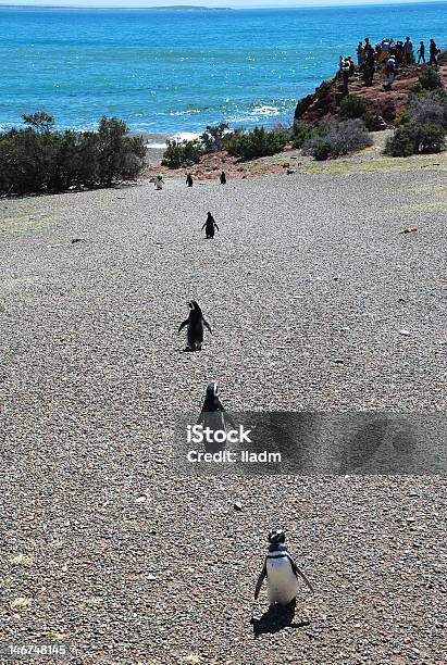 Maggellan Penguins Punta Tombo Argentyna - zdjęcia stockowe i więcej obrazów Argentyna - Argentyna, Autorytet, Bez ludzi