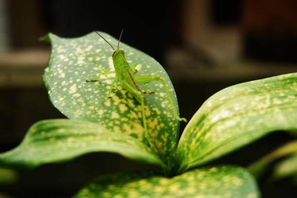 istock Green Grasshopper on Aglaonema Plant 1467482446