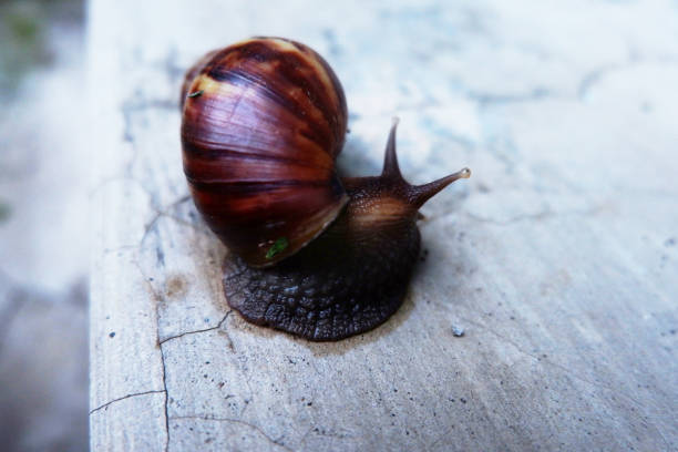 istock Close up of a common snail or Helix aspersa emerging from shell 1467482447