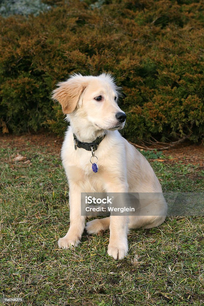 Golden Retriever cachorrinho - Royalty-free Coleira Foto de stock