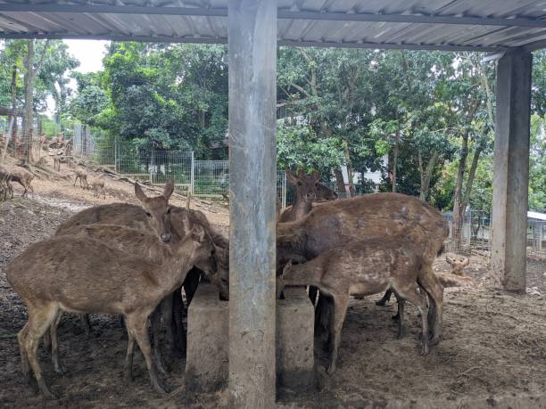 istock Deer on the mini zoo park, when feeding grass and take water. 1467483146