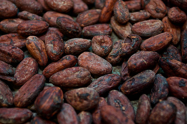 Cocoa beans stock photo