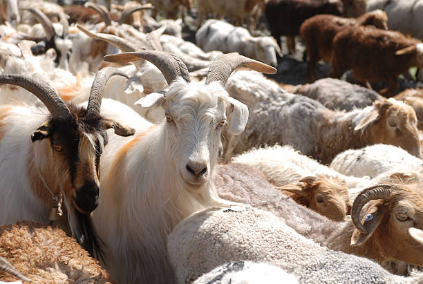 Goat, Meh! stock photo