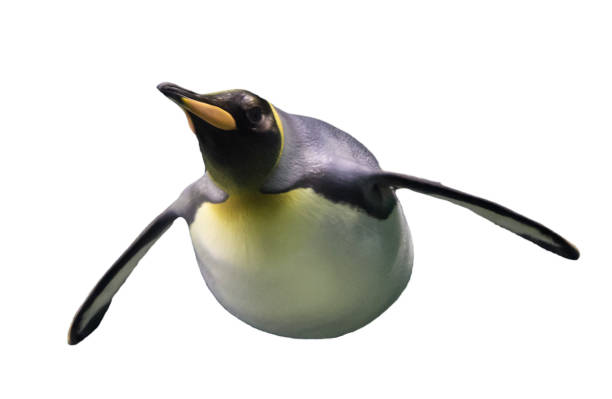 istock Isolated Majestic King Penguin Swimming on white background 1467484454