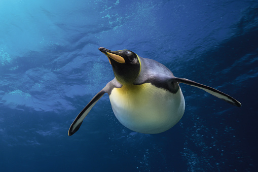 Gentoo penguin swimming marine life underwater ocean / Penguin on surface and dive dip water - Pygoscelis papua