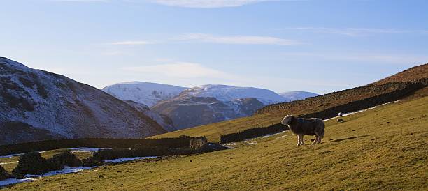 Sheep on a Hill stock photo