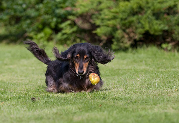 Dachshund chasing an apple stock photo