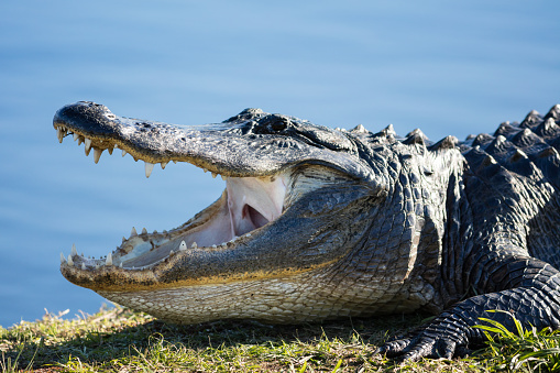 An adult alligator and her baby in the wild, seen at Gulf State Park in Alabama.  This particular alligator, nicknamed Lefty, is often seen by tourists in the park.