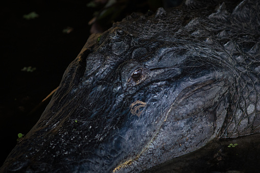 Close-up shot of alligator