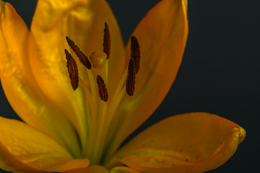 Daylily , partial frontal close up