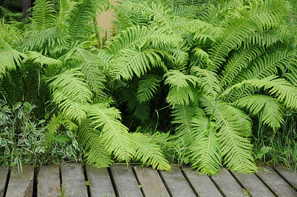 istock Fern garden and wood path 146748598