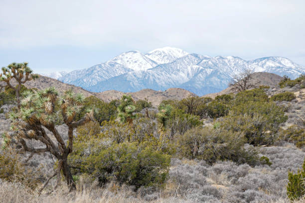 istock On High View Nature Loop Trail in Joshua Tree National Park, California 1467486122
