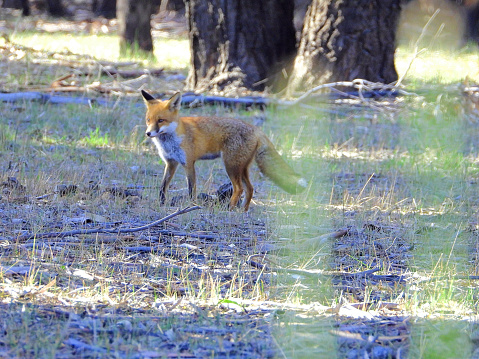 A fox cautiously searches for prey in the lizards of a field near a forest.