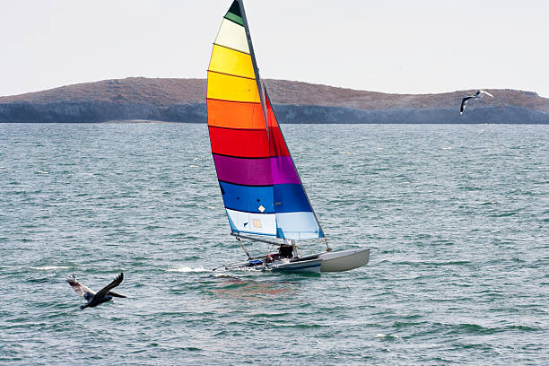catamaran at sea with pelicans and Island in background.