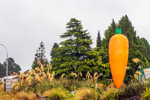Ohakune New Zealand  - February 12, 2022: World's Largest Carrot in the town of Ohakune, New Zealand