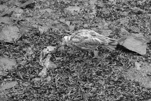 Little dead sparrow. Studio Photo