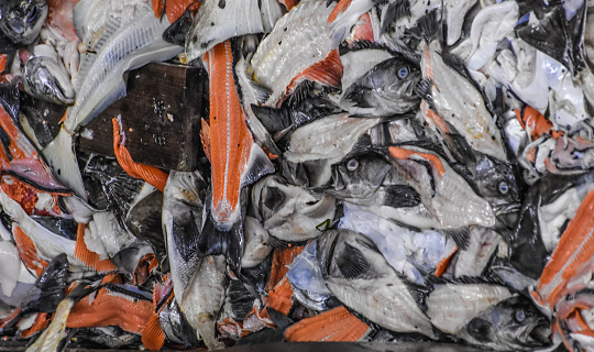 Salmon scraps pile up after being processed. Hi