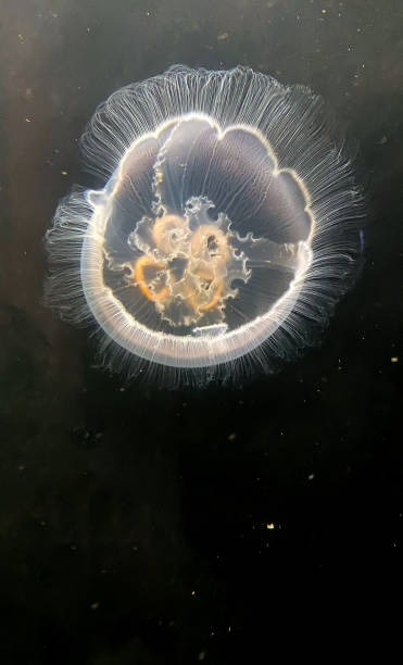 istock Jellyfish Against a Black Background 1467488180