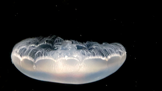 A jellyfish glows from within creating a surreal scene. The soft glow hides the danger associated with these sea creatures.