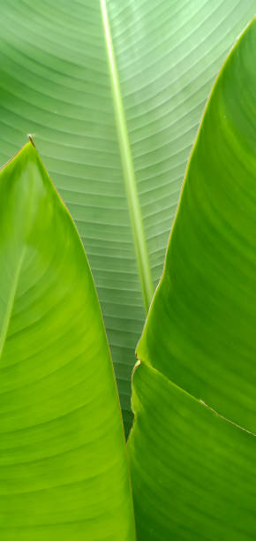 istock tropical banana palm leaves texture green background 1467490038