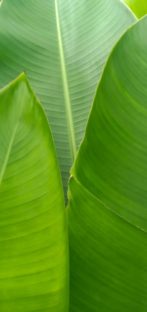 istock tropical banana palm leaves texture green background 1467490044