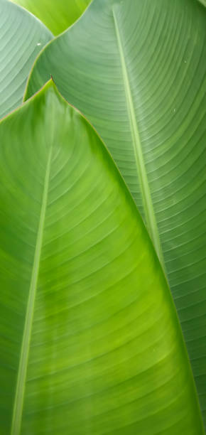 istock tropical banana palm leaves texture green background 1467490661