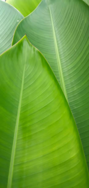 istock tropical banana palm leaves texture green background 1467490701