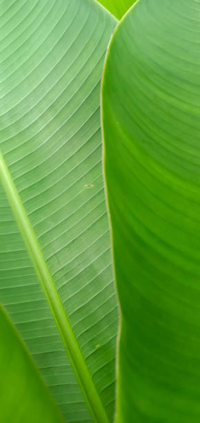 istock tropical banana palm leaves texture green background 1467490702