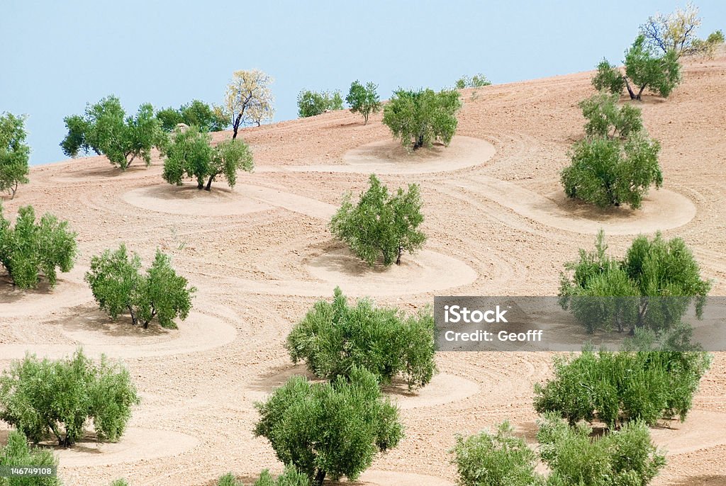 Olivar - Foto de stock de Olivar libre de derechos