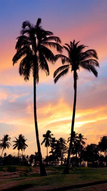 istock palm trees on the coast 1467491323