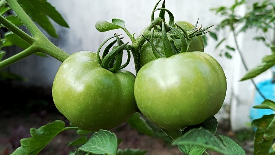 Green tomatoes in plant