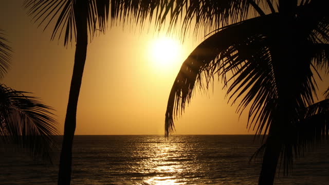 Palm Tree Ocean Silhouette