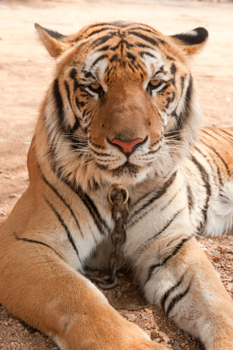 Enchained tiger at the Tiger Temple in Thailand.