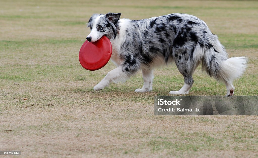 Perro - Foto de stock de Aire libre libre de derechos