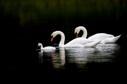 Swan Serenity