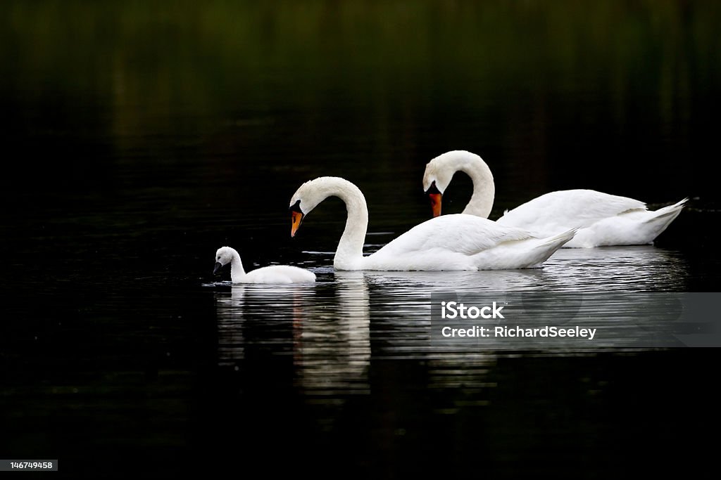 Swan Serenity A beautiful swam family (Cob, Pen and Cygnet) glide along on the serene surface of Henry's pond in the early morning in Rockport, Massachusetts. Swan Stock Photo